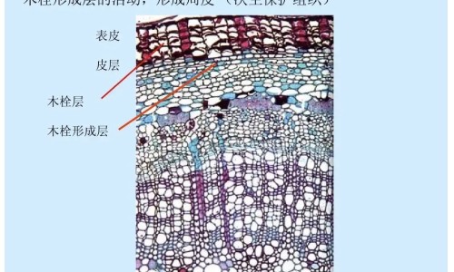山姑娘泡水喝的功效与副作用专区_山姑娘水有什么功效专区_山姑娘泡水喝的功效网