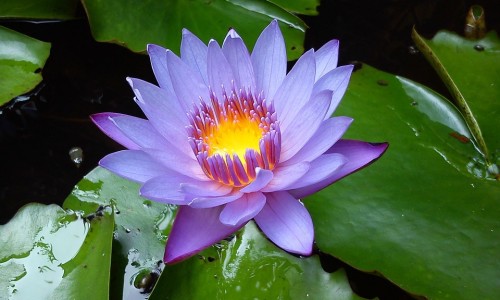 山姑娘怎么泡水喝才是最科学的-山姑娘泡水喝的功效与副作用专区_山姑娘水有什么功效专区_山姑娘泡水喝的功效网